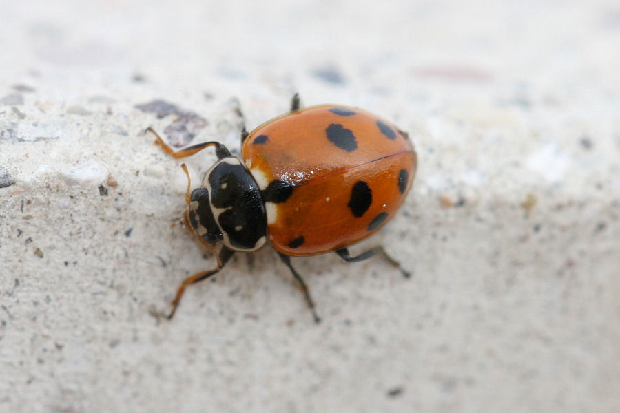 Hippodamia variegata - ciclo vitale